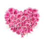 cuore-rose-rosa