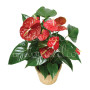 pianta-di-anthurium