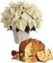 stella-natale-bianca-panettone1.jpg